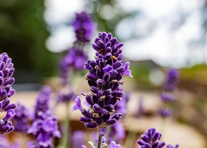 Waldhotel Am Nuerburgring 3*